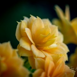 Georgia   Hi Res   LTR